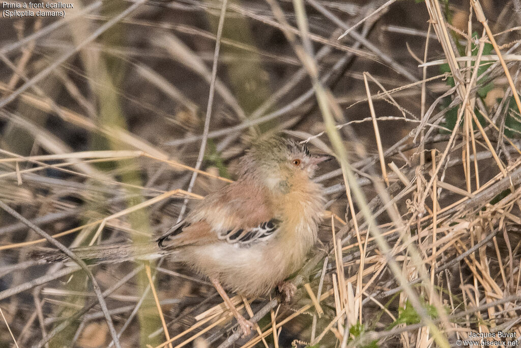 Prinia à front écailleux