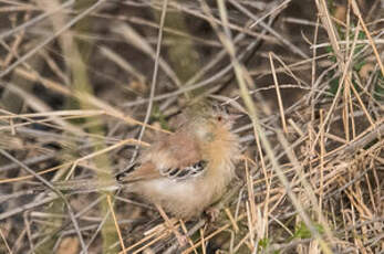 Prinia à front écailleux