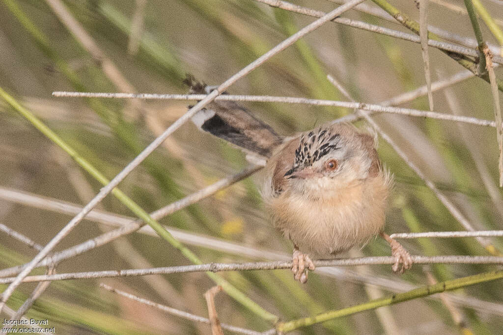 Prinia à front écailleux mâle adulte, portrait