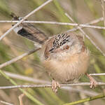 Prinia à front écailleux