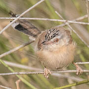 Prinia à front écailleux