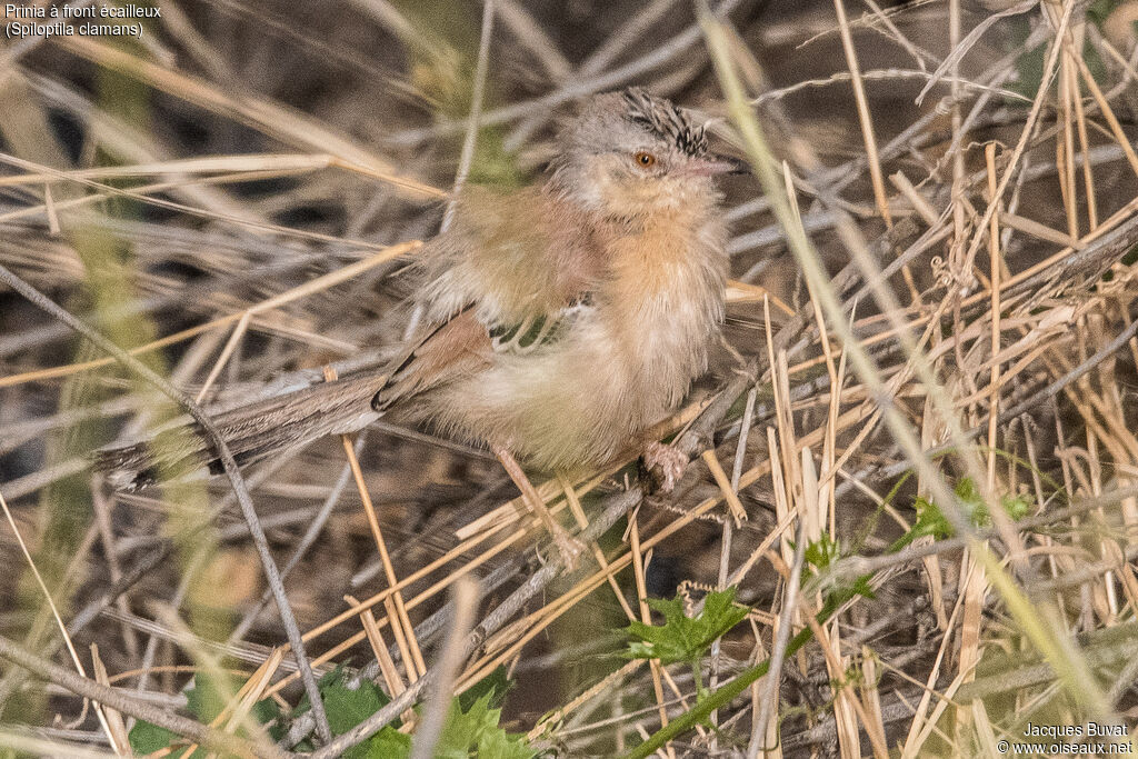 Prinia à front écailleux mâle adulte nuptial, habitat, composition