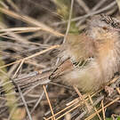 Prinia à front écailleux