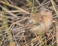 Prinia à front écailleux