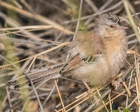 Prinia à front écailleux