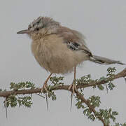 Cricket Warbler