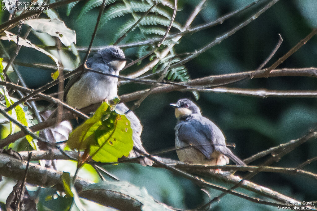 White-chinned Priniaadult