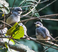 White-chinned Prinia