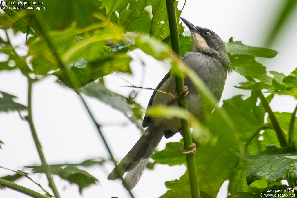 White-chinned Priniaadult