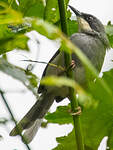 Prinia à gorge blanche