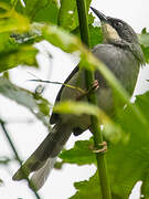 White-chinned Prinia