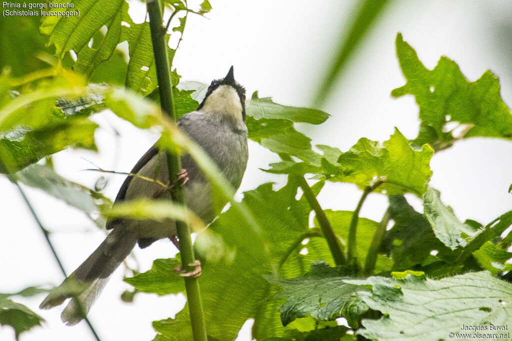 White-chinned Priniaadult