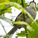Prinia à gorge blanche