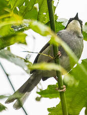 Prinia à gorge blanche