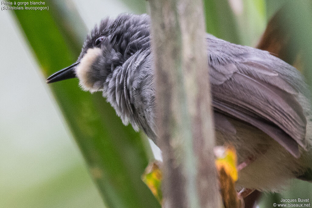 White-chinned Priniaadult