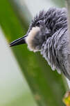 Prinia à gorge blanche