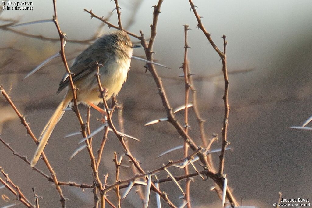 Black-chested Prinia female adult post breeding