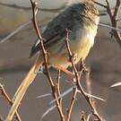 Prinia à plastron