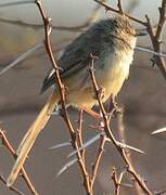 Black-chested Prinia