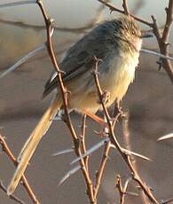 Prinia à plastron