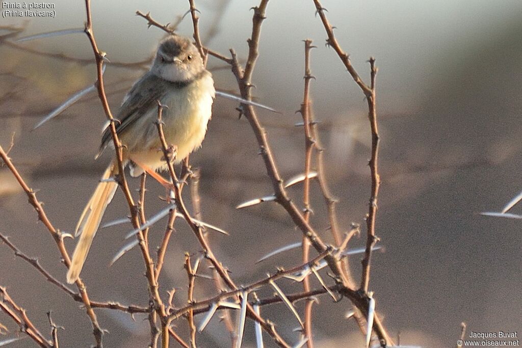 Prinia à plastron femelle adulte internuptial