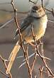 Prinia à plastron