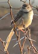 Black-chested Prinia