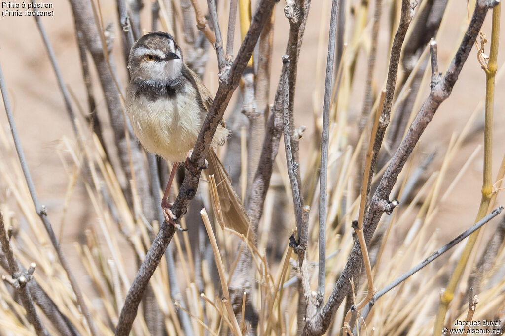 Prinia à plastronadulte