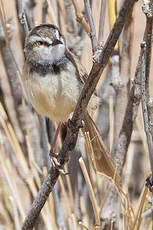 Prinia à plastron