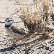 Black-chested Prinia