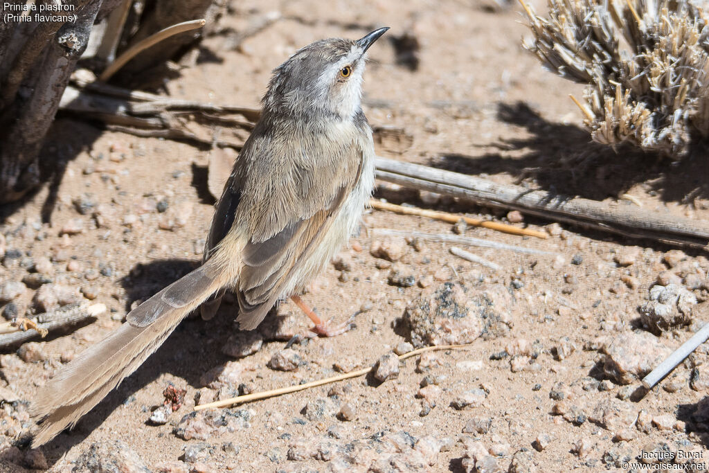 Prinia à plastronadulte