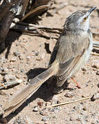 Prinia à plastron