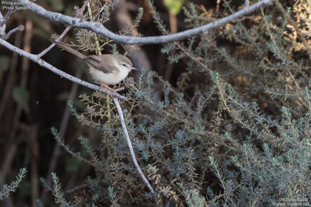 Prinia aquatiqueadulte, identification, habitat, composition, pigmentation