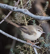 Prinia aquatique