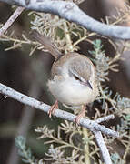 River Prinia