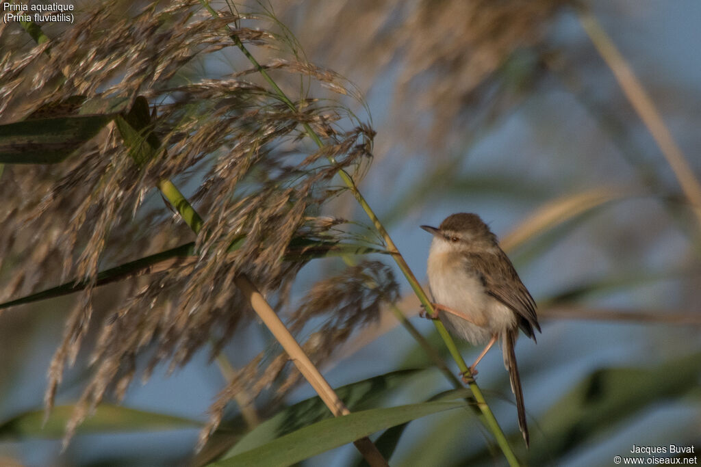 Prinia aquatiqueadulte