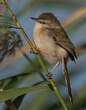 Prinia aquatique