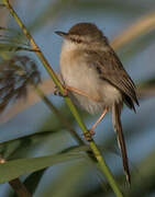 River Prinia