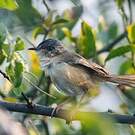 Prinia cendrée