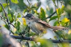 Prinia cendrée