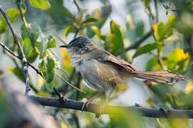 Ashy Prinia