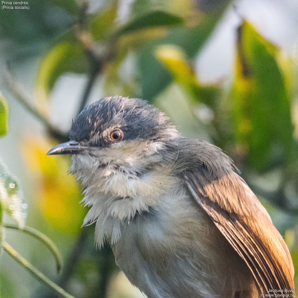 Ashy Priniaadult, close-up portrait, aspect, pigmentation