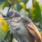 Prinia cendrée