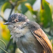 Prinia cendrée