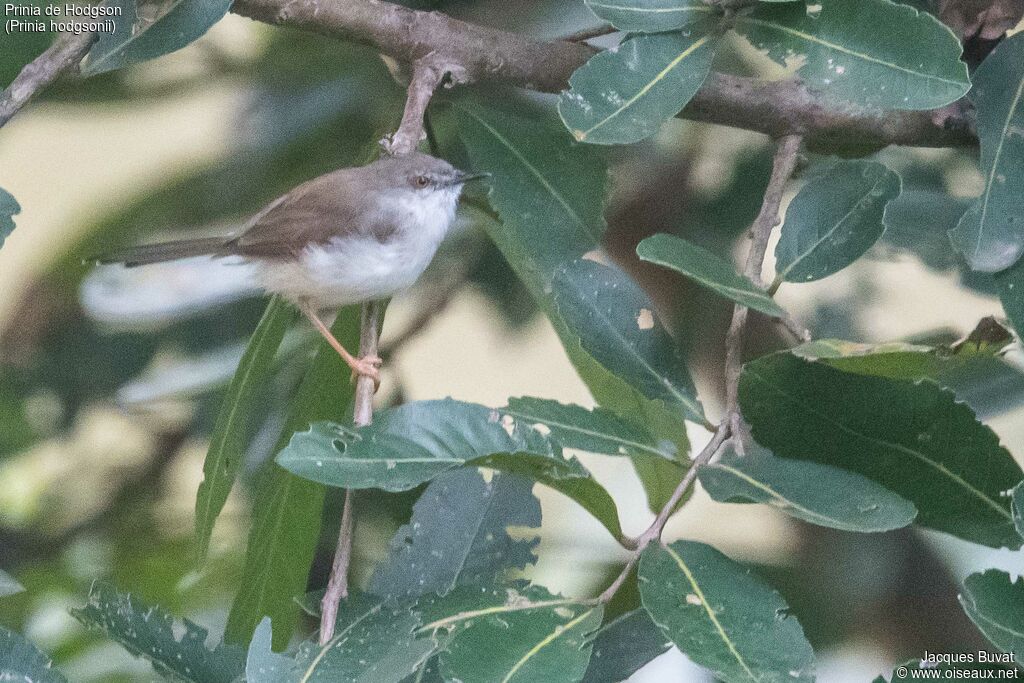 Grey-breasted Priniaadult, identification, aspect, pigmentation