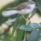 Prinia de Hodgson
