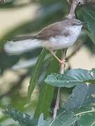 Grey-breasted Prinia