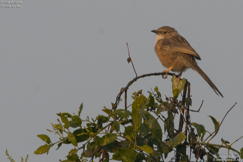 Prinia délicateadulte, identification, composition, pigmentation