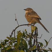 Delicate Prinia