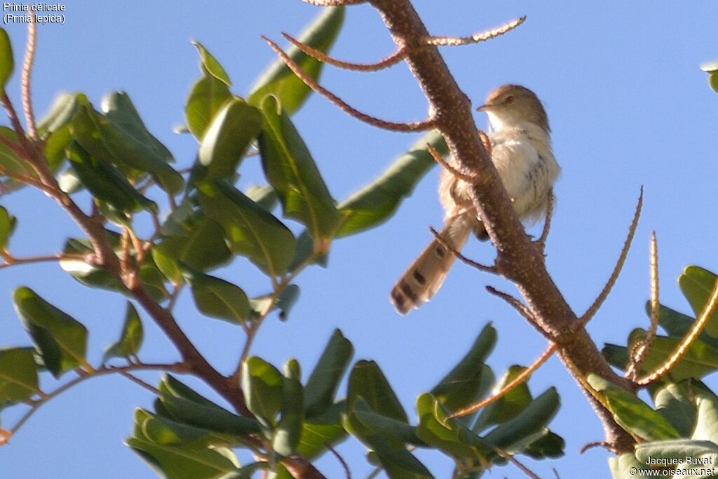 Prinia délicateadulte